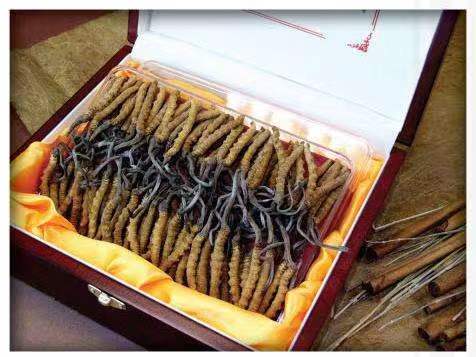 金牛冬虫夏草回收
